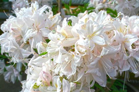 Deciduous Azalea White Lights Youngs Garden Center Roseburg Oregon