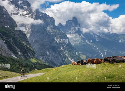 Rinderbestand Im Grasland Hoch Ber Grindelwald Mit Eiger Nordwand Im