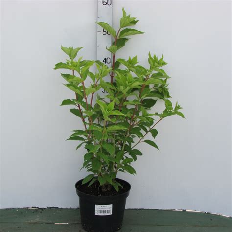 Гортензия метельчатая (Hydrangea paniculata Strawberry Blossom C1,5 ...