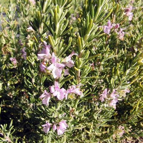 Rosmarinus Officinalis Majorca Pink Romarin Fleurs Roses