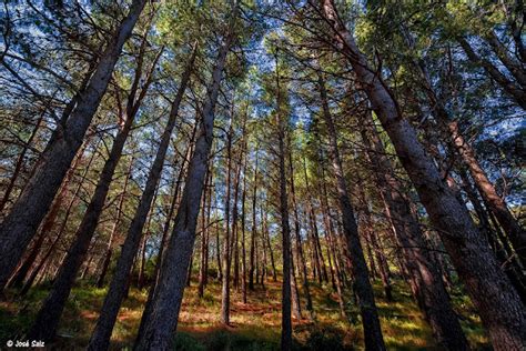 Profundidad De Campo Bosque Mediterr Neo