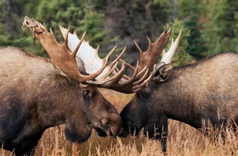 Autumn Bull Moose Calling Alaska Photo Tom Walker Photographer