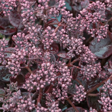 Szkółka Bylin Dobrepole Sedum Sunsparkler Cherry Tart rozchodnik