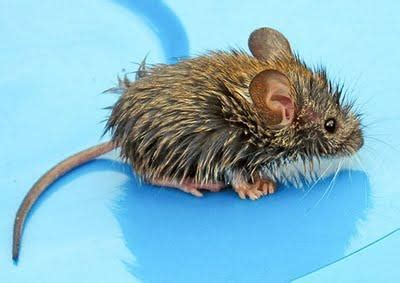 Тълкуване на сънищата. Защо мечтаете за мишка