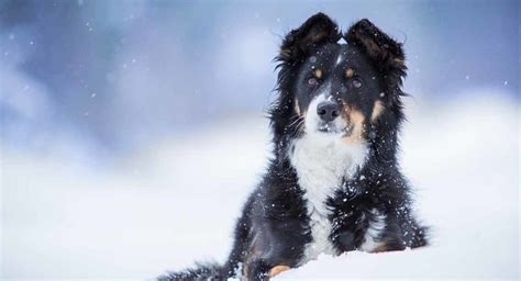 Border Collie Mixes - Which Of These Inteeligent Crossbreeds Is For You?