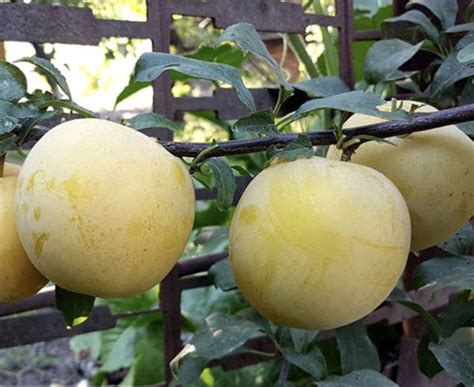 Саженец - купить с доставкой по выгодным ценам в интернет-магазине OZON ...