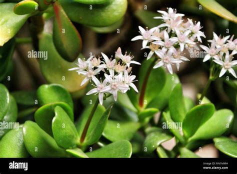 Jade Plant Crassula Ovata Flowers In A Garden In Elche Alicante Stock