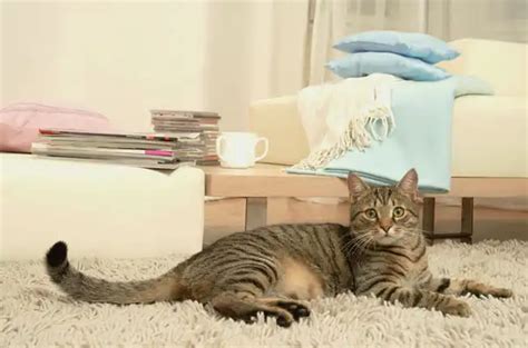 Избавиться от запаха кошачьей мочи в квартире. Удалим запах с гарантией