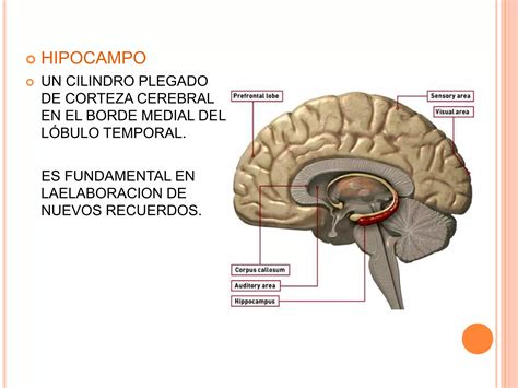 Estructura Y Funcion Del Sistema Limbico Ppt