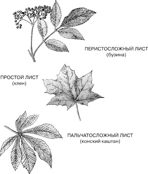 ЛИСТ | Энциклопедия Кругосвет