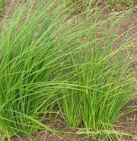 Осока Моррова (73 фото) - фото - картинки и рисунки: скачать бесплатно