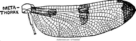 thousand mayfly royalty  images stock  pictures