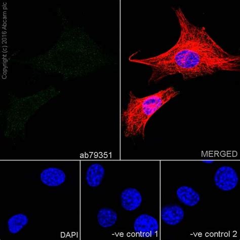 Anti Sox Antibody Bsa And Azide Free Ab Abcam