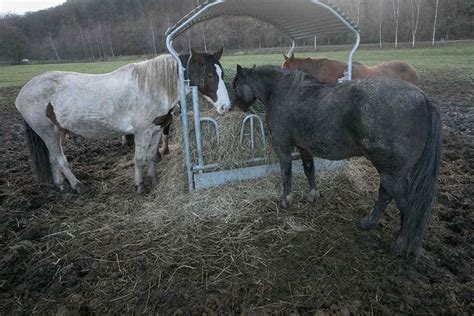 Perverser Tierqu Ler Foltert Pferd Mit Sex Spielzeug Zu Tode