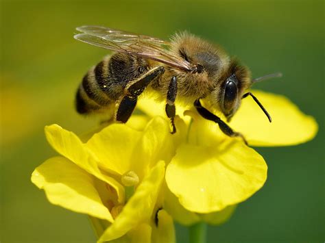 H Bitos Da Abelha Na Natureza E Comportamento Mundo Ecologia