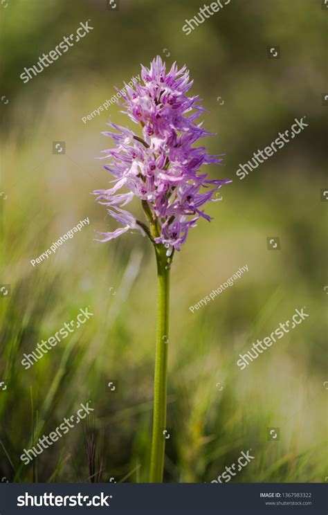 Naked Man Orchid Orchis Italica Andalusia Stock Photo Shutterstock
