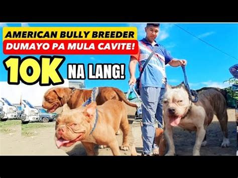 Breeder Dumayo Pa Mula Cavite K Na Lang American Bully Bocaue Pet