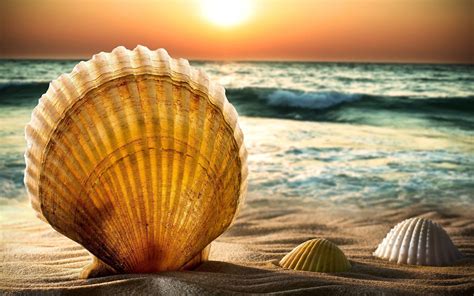 Shells On The Beach Wallpaper