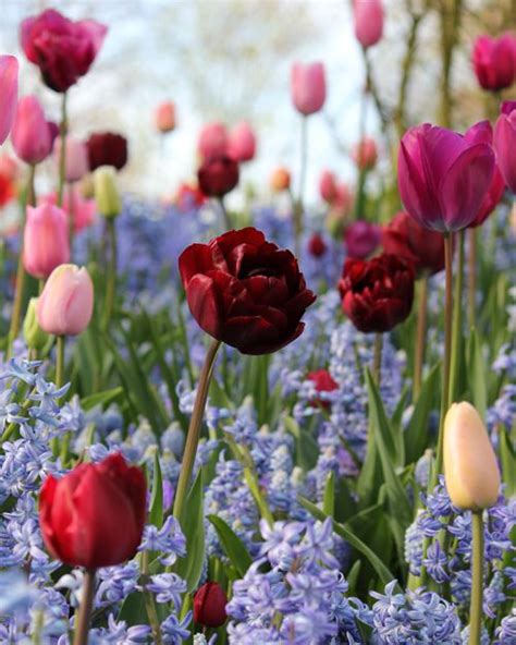 Тюльпан Анкл Том Фото — Фото Картинки