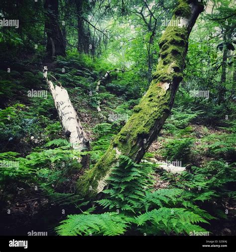 Moss And Ferns On Old Trees In Wood Stock Photo Alamy