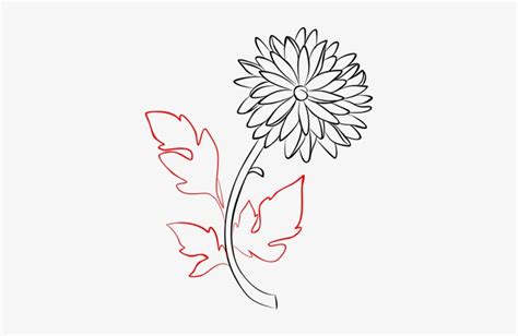 Svg Transparent Stock Chrysanthemum How To Draw Flowers - Chrysanthemum ...