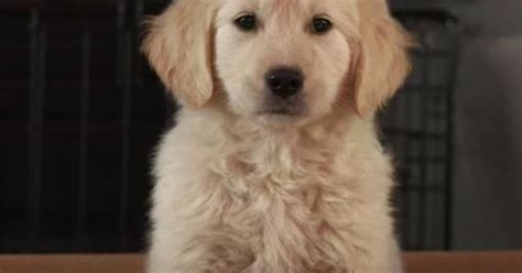 GoDaddy pulls Super Bowl ad after uproar