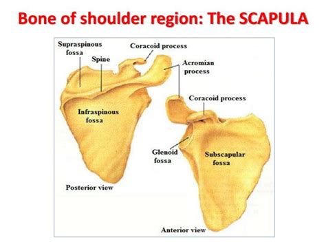 Ppt Anatomy Of The Shoulder Region Powerpoint Presentation Id2143719