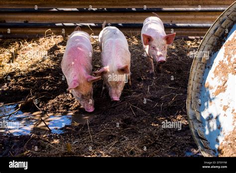 Three Pigs In Muddy Pen Stock Photo Alamy