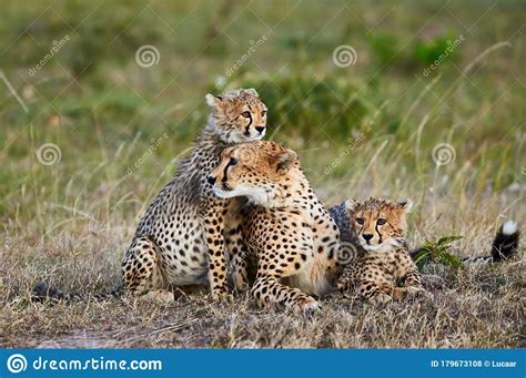 Cheetah Mother Acinonyx Jubatus And Her Cubs Stock Photo Image Of