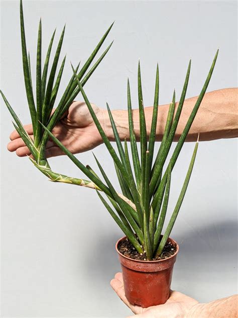 Lg. Sansevieria Francisii Plant (snake plant) – Urban Tropicals