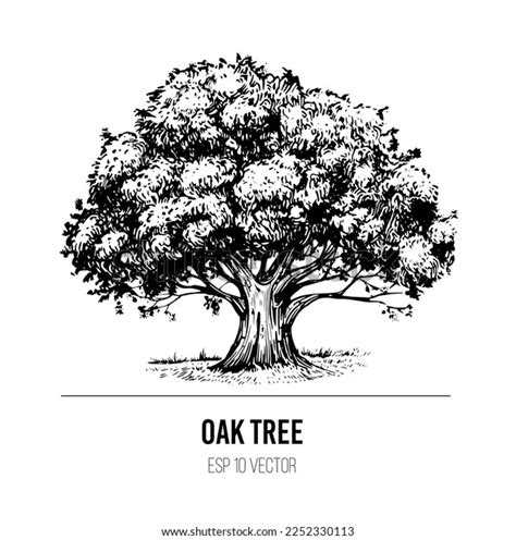 Oak Tree Sketch Vector Illustration Transparent Stock Vector (Royalty ...