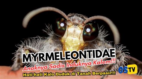 Myrmeleontidae Saat Bayi Ganas Melihat Aksi Luar Biasa Undur Undur