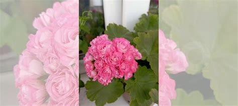 Пеларгония Australian Pink Rosebud купить в Красноярске | Товары для ...