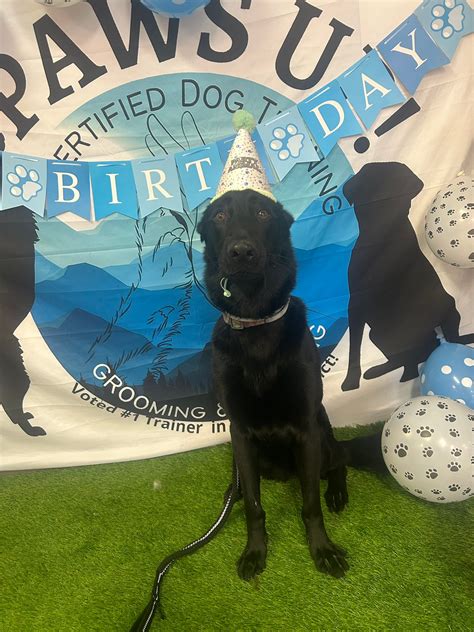 Paws Up Certified Dog Training/ Jennifer Hammond Certified Trainer