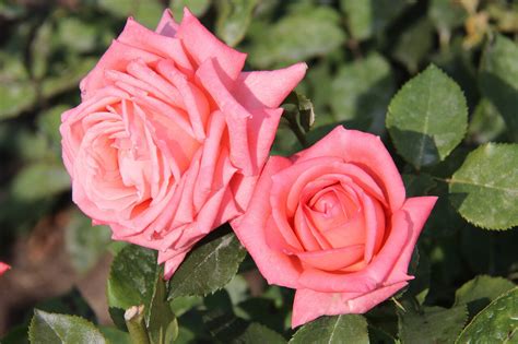 Роза милана описание - 87 фото