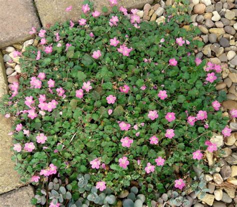 Erodium Bishops Form Grows On You