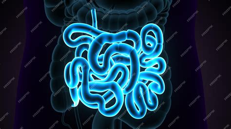 Premium Photo Small Intestine 3d Illustration Human Digestive System