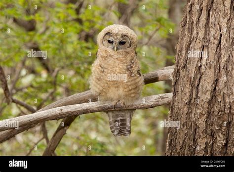 Mexican Northern Spotted Owl Fledgling Strix Occidentalis Perched In