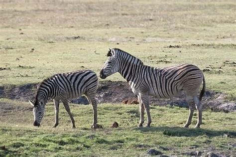 Postcard Of Common Zebras Equus Quagga Chobe National Park