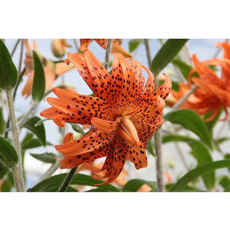 Euroblooms Lily Tiger Lancifolium Flore Pleno 6 Flower Bulbs