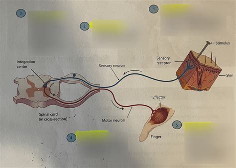 Reflex Arc Diagram Quizlet