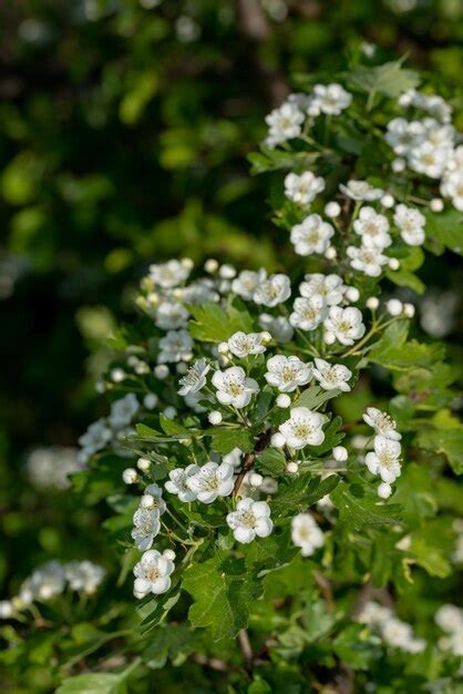 Premium Photo White Crataegus Flowers Hawthorn Quickthorn