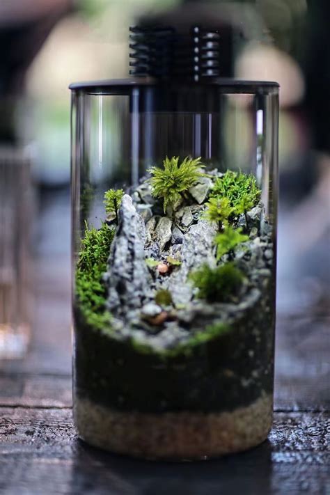 Bio Bottles Emerald Garden Mini Desktop Terrarium Cylindrical Etsy Di