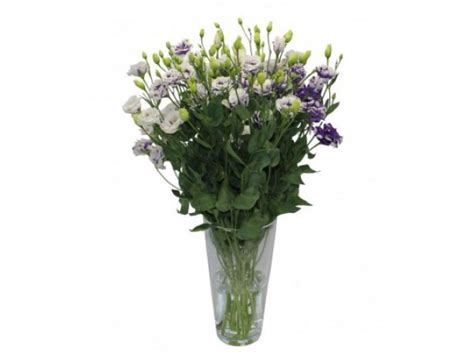 Фиолетовая эустома