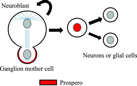 Role Of Nuclear Cytoplasmic Protein Localization During Drosophila