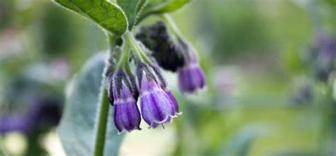 Best Uses For Comfrey