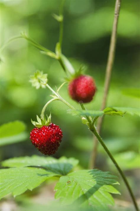 Forest strawberries stock image. Image of strawberries - 74146959