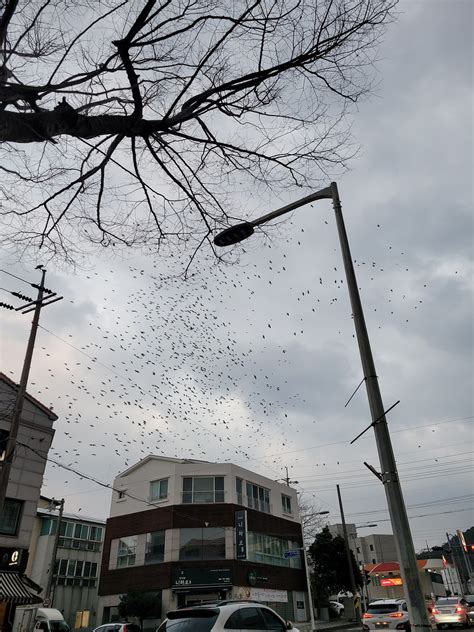Crow Flock Of Crows Many - Free photo on Pixabay - Pixabay