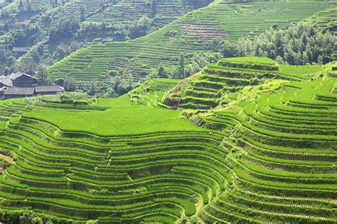 Greenery Terraces Stairway Green Mountain Hd Wallpaper Pxfuel