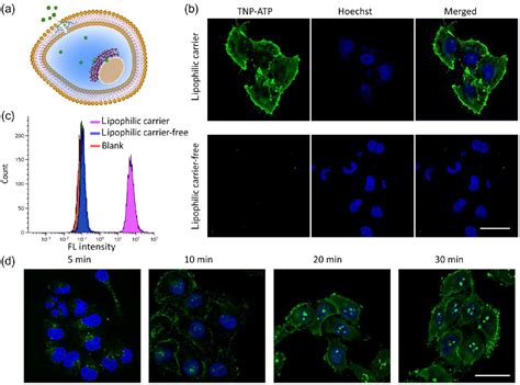 Design Of Lipophilic Split Aptamers As Artificial Carriers For